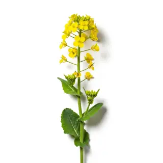 Uprawa pasowa – Rzepak