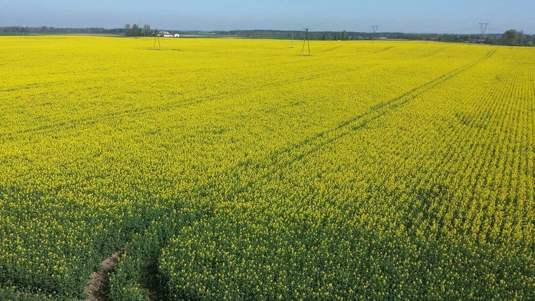 Rzepak ozimy — plantacja strip-till