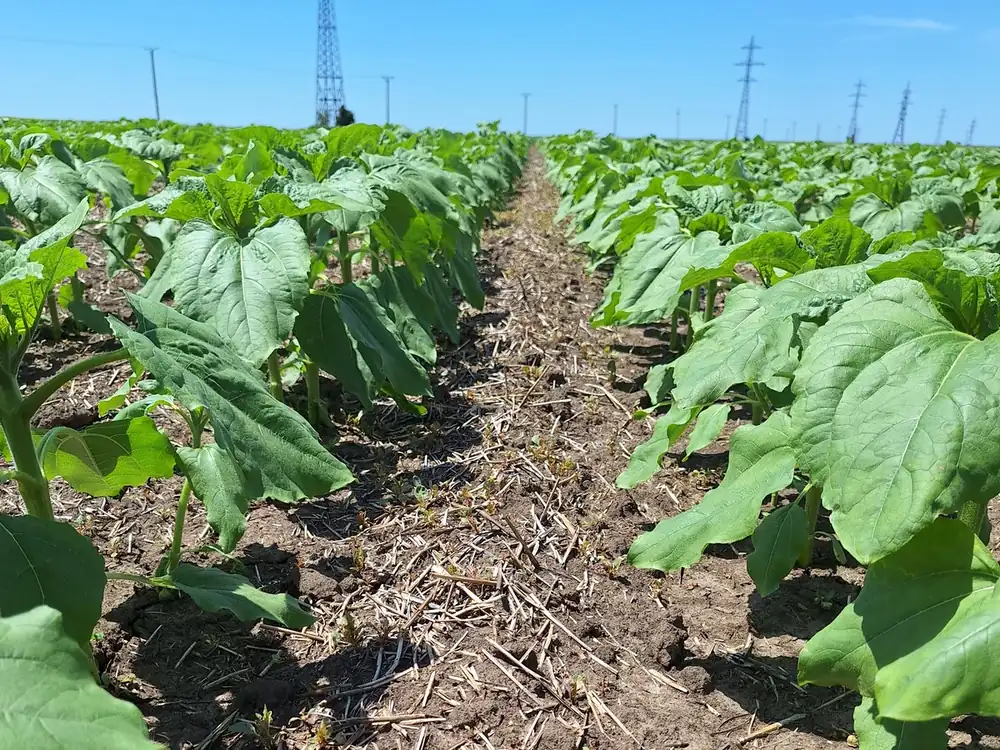 Rânduri uniforme de floarea-soarelui tânără pe un câmp cultivat în tehnologia strip-till.