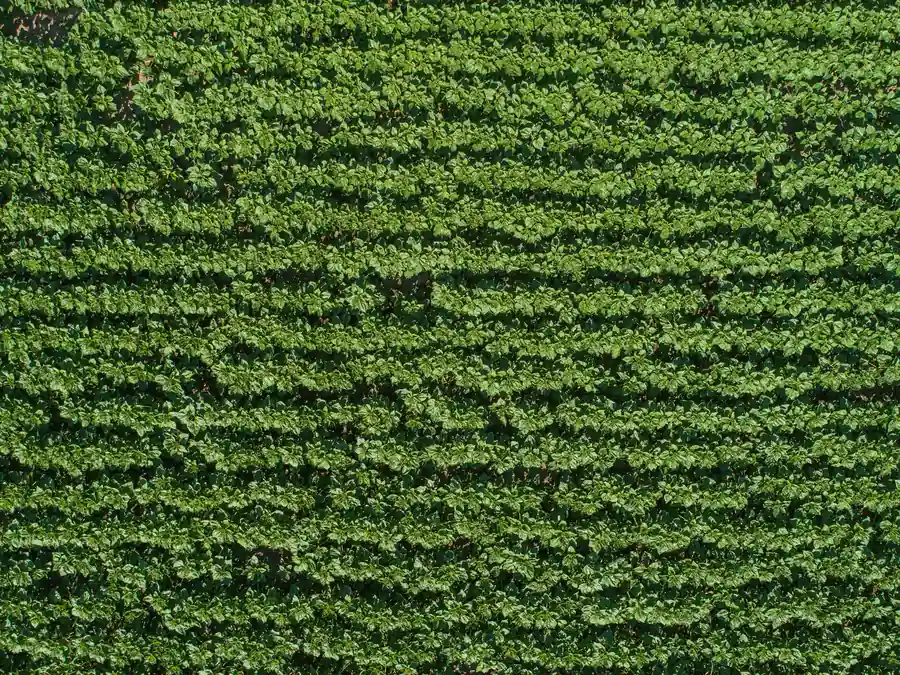 Cultură tânără de floarea-soarelui văzută de sus, cu plante în rânduri uniforme strip-till.