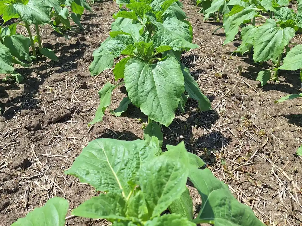 O plantă tânără de floarea-soarelui crește într-o bandă strip-till pregătită pe câmp.