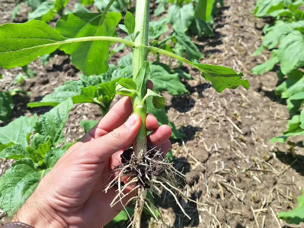 Sistemul radicular al unei plante tinere de floarea-soarelui scoase din banda lucrată.