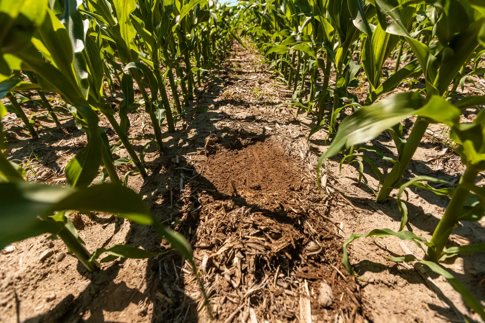 Mulch und Bearbeitungsstreifen im Mais – Wasserrückhalt Gelockerter Bodenstreifen mit Ernterückständen zwischen Maisreihen im Strip-Till-Anbau