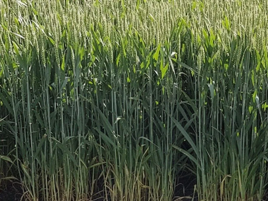 Wysokie zboże przy krawędzi pola strip-till