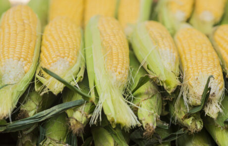 Corn cob between green leaves. Fresh sweet corn in the farmers m siew kukurydzy